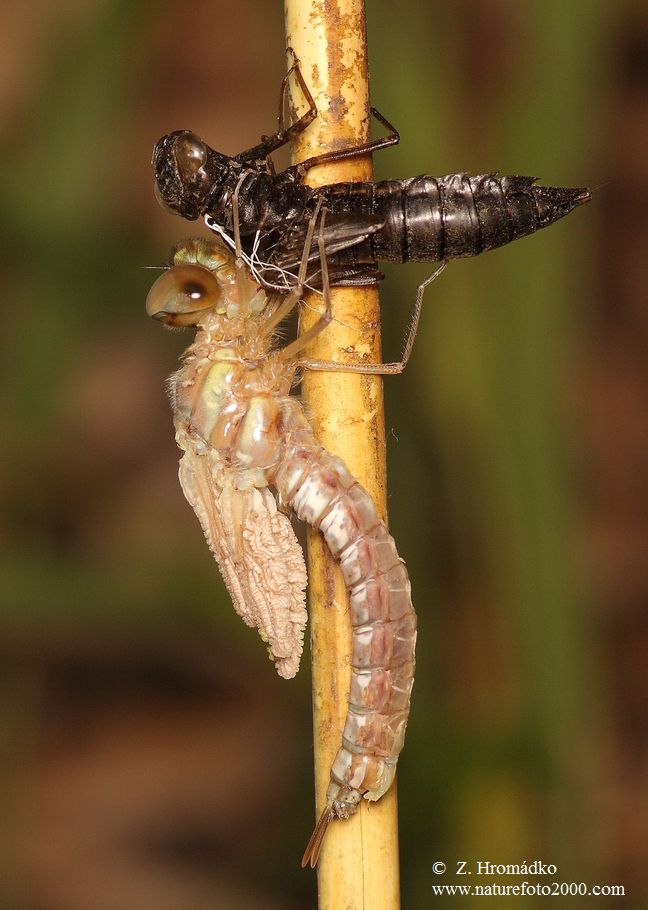 Šídlo pestré, Aeshna mixta (Vážky, Odonata)
